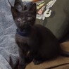 募集停止　フレンドリーで可愛い黒猫男子⭐️あると サムネイル4