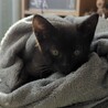 募集停止　フレンドリーで可愛い黒猫男子⭐️あると サムネイル5