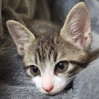 募集停止　好奇心ありなれなれキジ白男子⭐️たんと