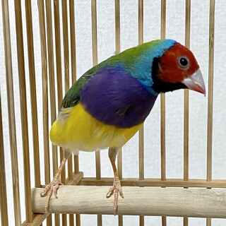 【ご家族が見つかりました。ありがとうございました】