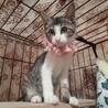 くっきりアイラインの超美猫！避妊手術済 サムネイル2