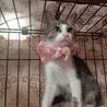 くっきりアイラインの超美猫！避妊手術済 サムネイル6