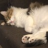 すずぴに