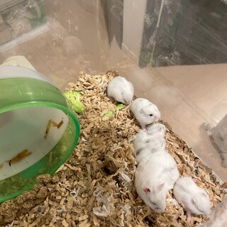 ジャンガリアンハムスター（パールホワイト）