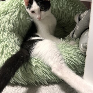 懐こい８ヶ月の男の子里親募集中