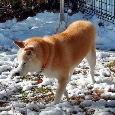 急に真冬(*゜Q゜*)⛄みんなのとこも？？