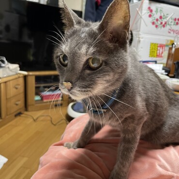 動かないとダメになる！朝は1度、それでも朝晩散歩で腸活、流動食、パウチに鼻ちゅーる♡何とか上向きリズム