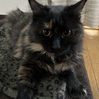 【1/8芝浦】ゆっくり甘えさせて！お留守番OK