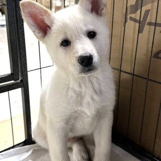 リカちゃん♀4か月:保健所レスキュー