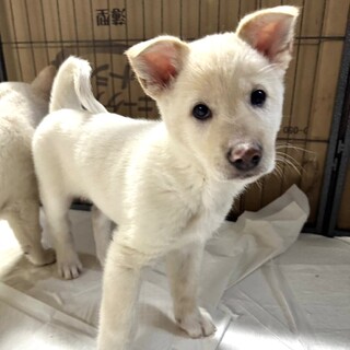 カンチ♂4か月:保健所レスキュー