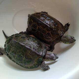 イシガメ　二匹