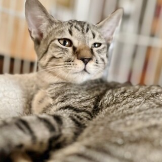 ★里親様決定！★撫でられるとゴロゴロ❤プント