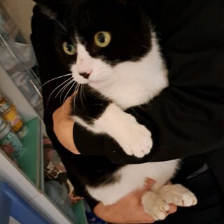 健康優良児まるまる白黒ハチワレ君9ヶ月甘えん坊