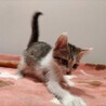 ふわふわ元気印フィンガー５.実祈ちゃん サムネイル4