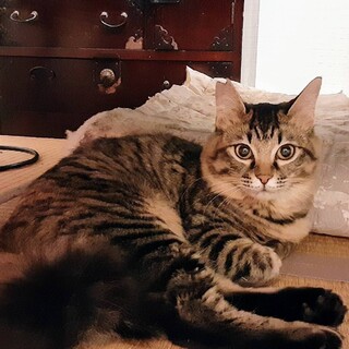 ゴージャスな尻尾が自慢の中毛の美猫❤️