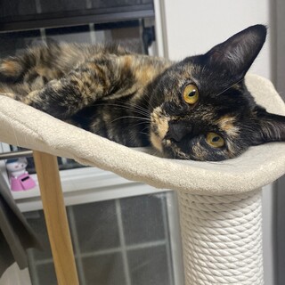 甘えん坊のサビ猫ちゃん