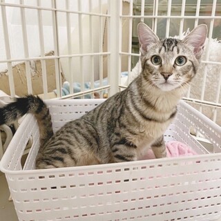 譲渡会は苦手なんです(^^;;