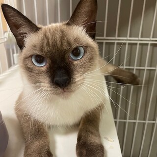 【1/28⭐️堺東にて譲渡会】参加猫ルルちゃん