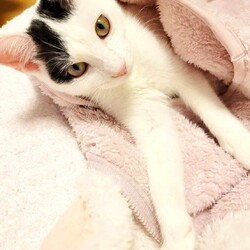 in江南市☆全部で子猫40匹～2会場で子猫祭り！2023年12月24日（日）ちーむ にゃいんず