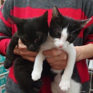 なかよし　甘えん坊なな♀とはっち♂