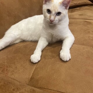 リンダ　6ヶ月　オス