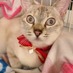 in瀬戸市☆子猫が40匹～2会場で子猫祭り！2023年12月24日（日）ちーむ にゃいんず