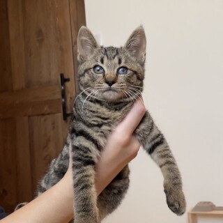 ハンデあり。ボブテールのモフモフ桜くん