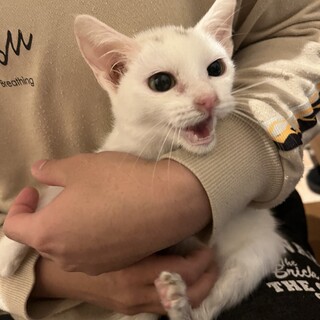 生後2ヶ月ぐらいのメスネコちゃん