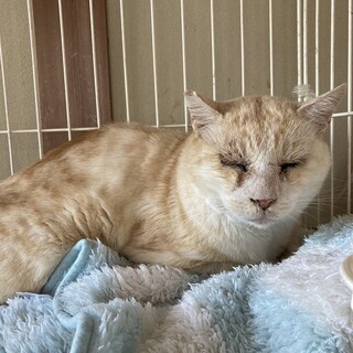 穏やかな優しい子