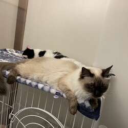 29日17時までに要予約☆おきなわ美ら猫❤譲渡会 in 天白区一軒家会場 サムネイル2