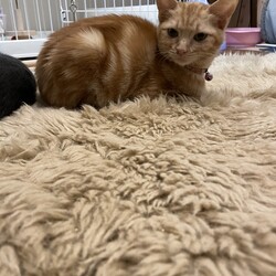 29日17時までに要予約☆おきなわ美ら猫❤譲渡会 in 天白区一軒家会場 サムネイル3