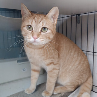 控えめな茶トラの女の子♡きなこちゃん