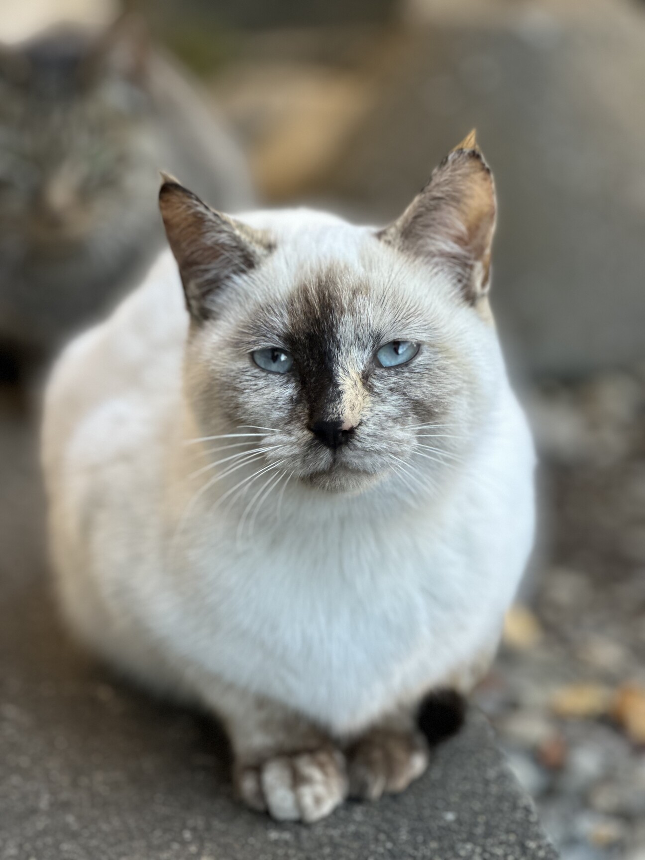 ★送料無料︎★新品★MTKさん「シャムネコ」 5-6ヶ月 シャム猫風 」栃木県 - 猫の里親募集(479315) :: ペットの