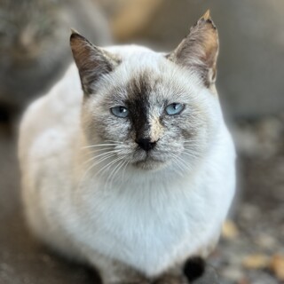 5-6ヶ月　シャム猫風　おっとりした猫ちゃん