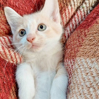 美猫５兄妹！綺麗なクリーム茶白『ももた君』2ヶ月