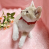 美猫５兄妹！綺麗なクリーム茶白『ももた君』2ヶ月 サムネイル4
