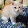 美猫５兄妹！綺麗なクリーム茶白『ももた君』2ヶ月 サムネイル7