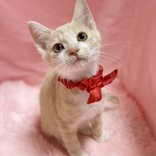 美猫５兄妹！綺麗なクリーム茶白『ももじ君』2ヶ月