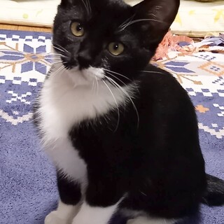 抱っこと撫でられるのが大好き♡おさむ