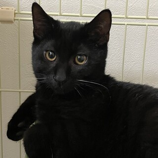 美男子♡キャリアだけど健康優良児黒猫カイ