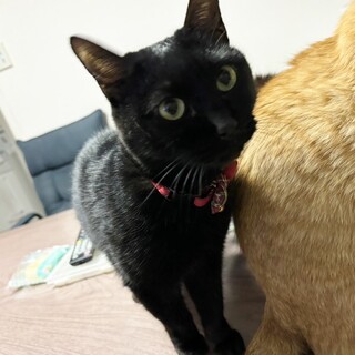 キレイな声のべっぴんさん❤ココア