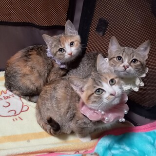 まるまると成長中！足元ソックスの3姉妹！