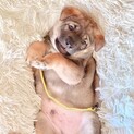 天然系困り顔の癒しくんウコンくん
