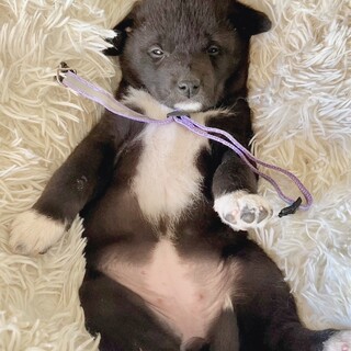 おしゃれなクミンちゃん
