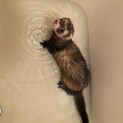 フェレット 3歳 男の子 里親募集中です