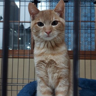 猫の休憩所☆わけぎ