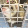 フェレット 3歳 男の子 里親募集中です サムネイル3