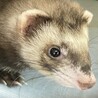 フェレット 3歳 男の子 里親募集中です サムネイル4