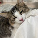 トライアルが決まったので募集を終了します。