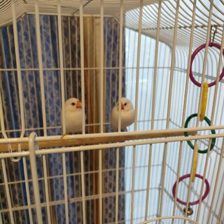 文鳥2羽の里親になってください!
